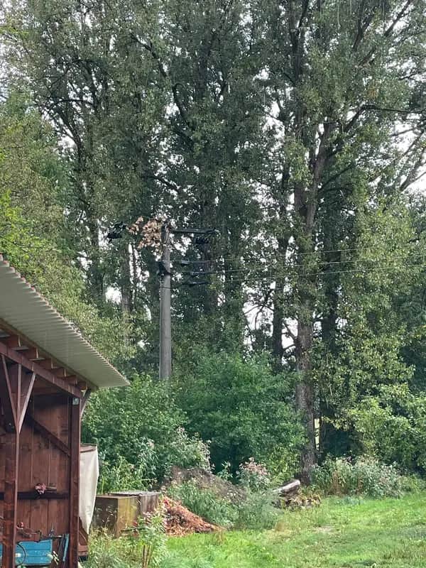 H1 DRINGEND – Blitzschlag in Stromleitung