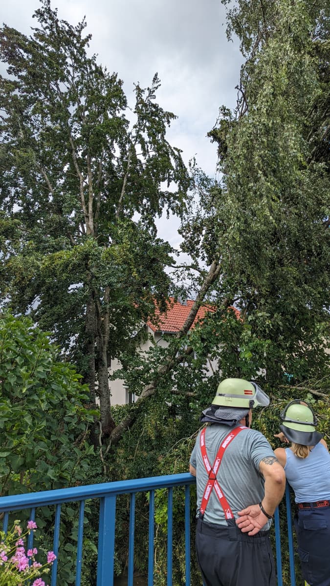 Baum droht auf Brücke zu stürzen