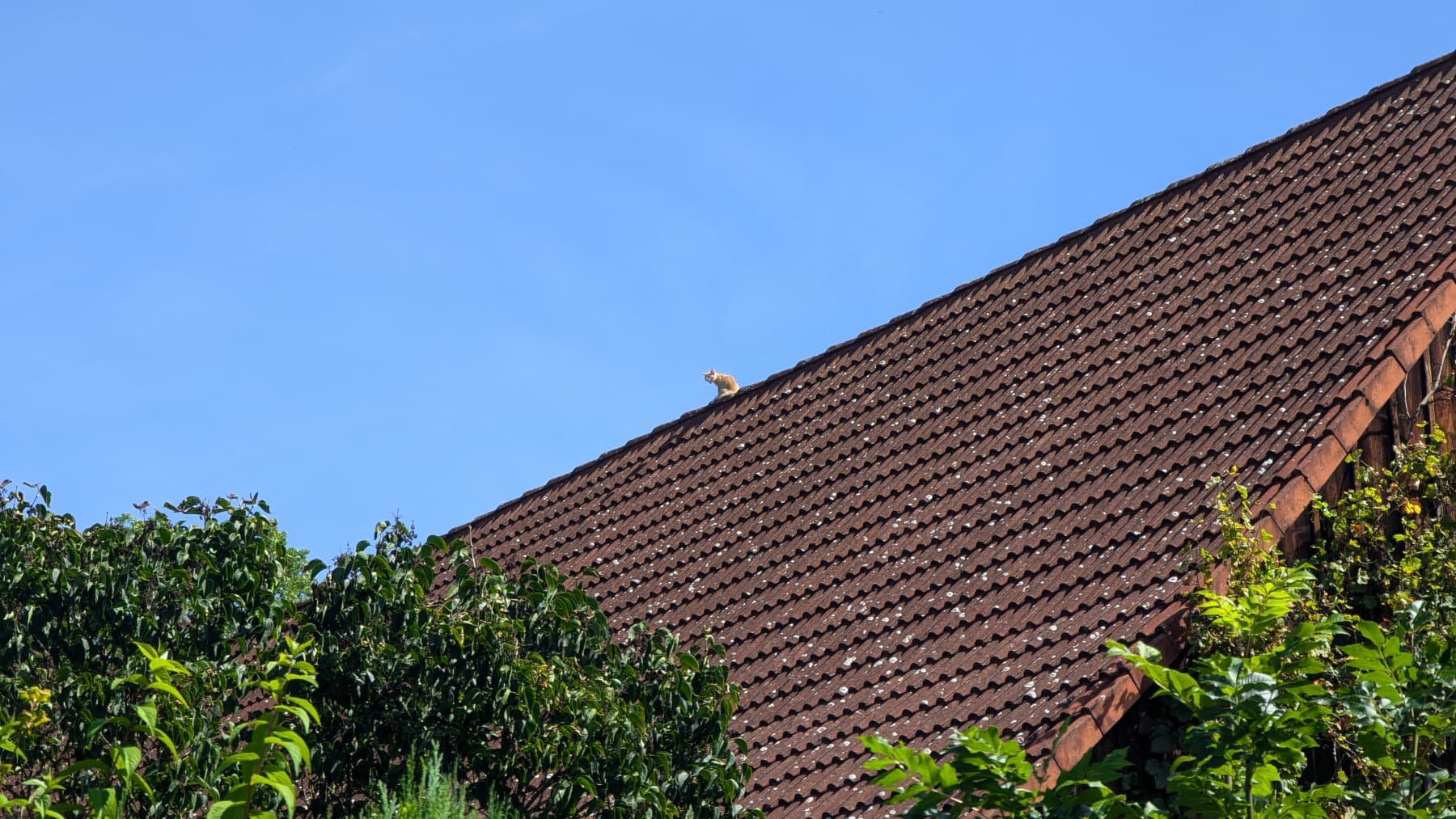 Katze auf Scheunendach