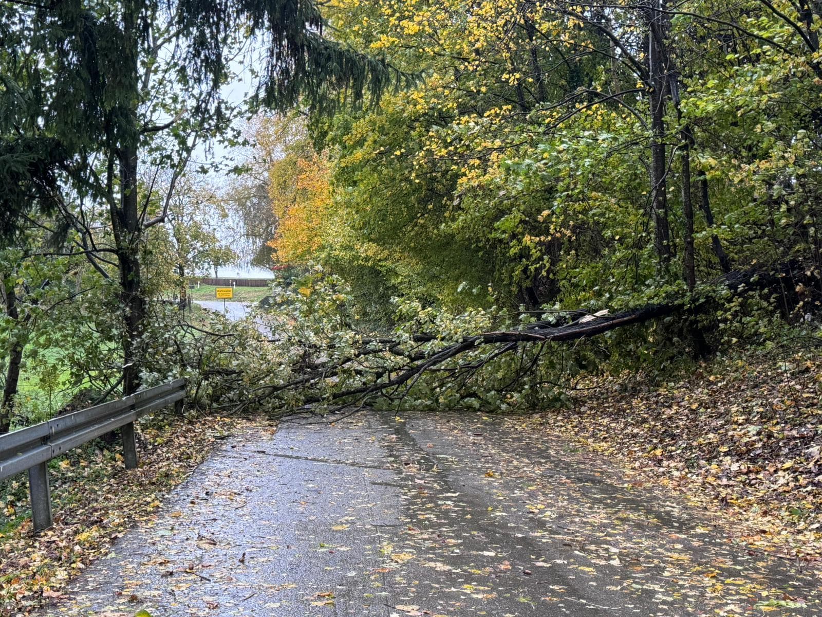 Baum auf Fahrbahn